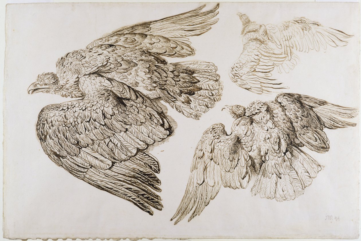 Eagles (pen og brunt blæk på papir) af James Ward