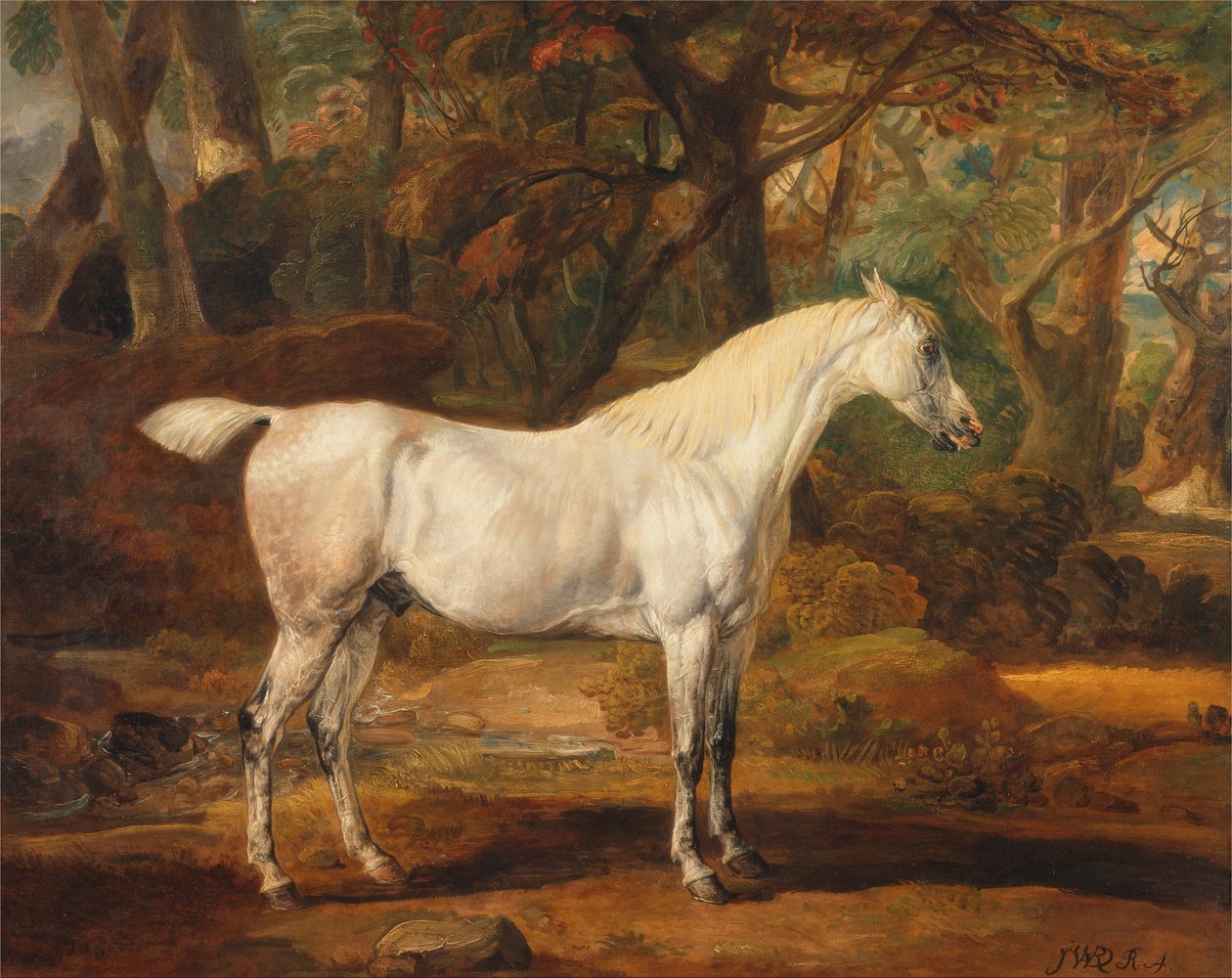 Grå arabisk hingst, ejendommen til Sir Watkin Williams-Wynn af James Ward