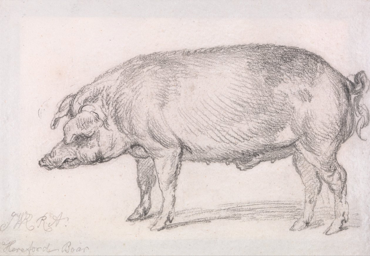 Hereford Boar af James Ward