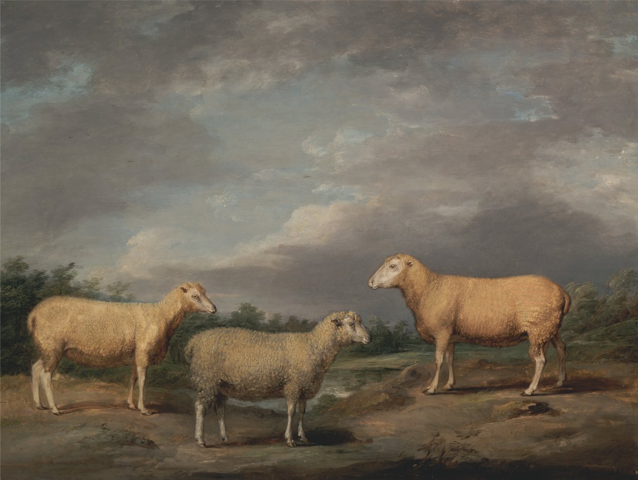 Ryeland -får, kongens vædder, kongens ære og Lord Somerville Weather af James Ward