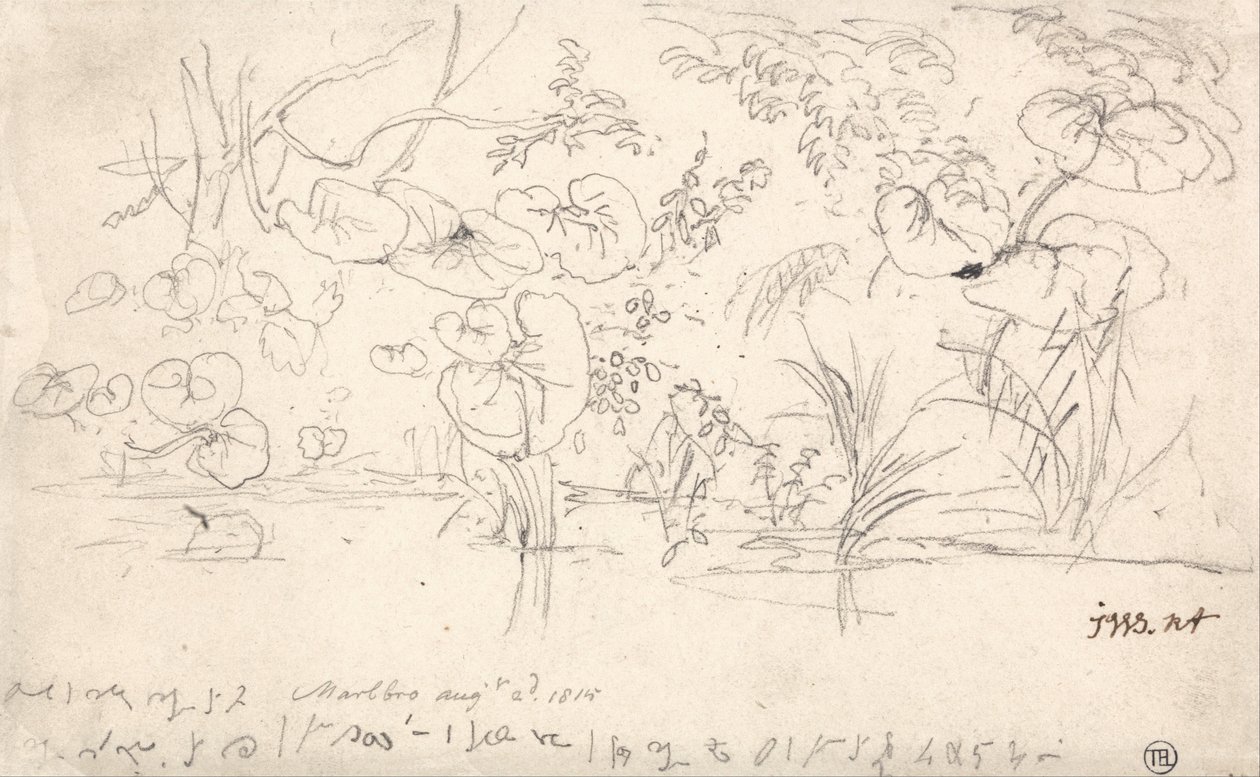 Studier af planter, 2. august 1815 af James Ward