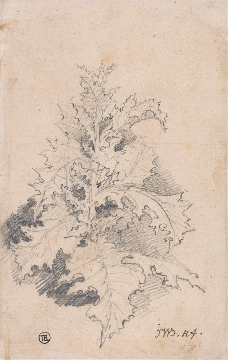 Studie af en tidsel af James Ward