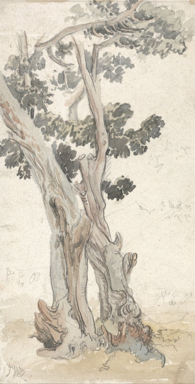 Studie af et træ af James Ward