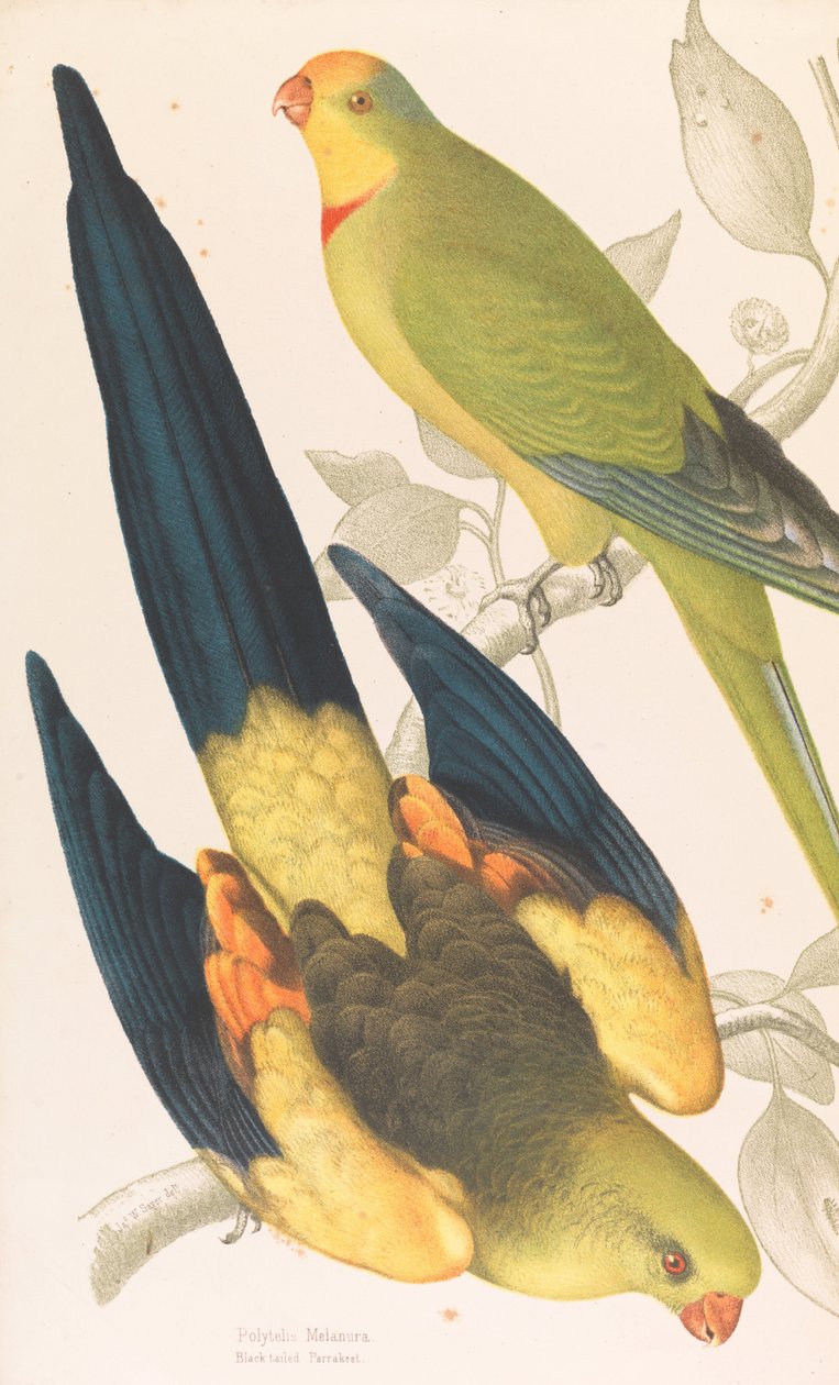 Black tailed Parrakeet, Polytelis melanura og Green Leek Parakeet, Polytelis barranandi af James Whitley Sayer