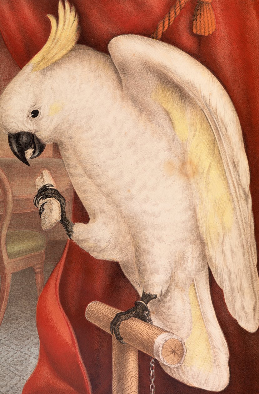 Stor svovl-crested kakadue, Plyctolophus galeritus af James Whitley Sayer