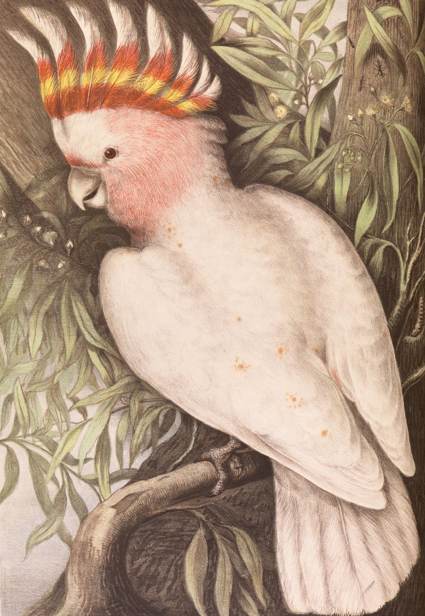 Leadbeaters Cockatoo, Plyctolophus leadbeateri af James Whitley Sayer