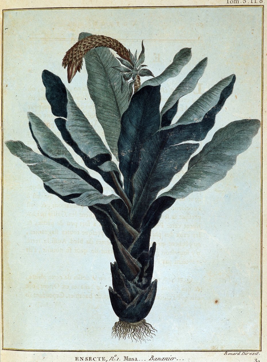 Banan - i "" Rejse til Nubien og Abessinien påtaget sig for at opdage Nilens kilder i årene 1768 til 1772", af James Bruce, vol. 1, Paris af James Bruce