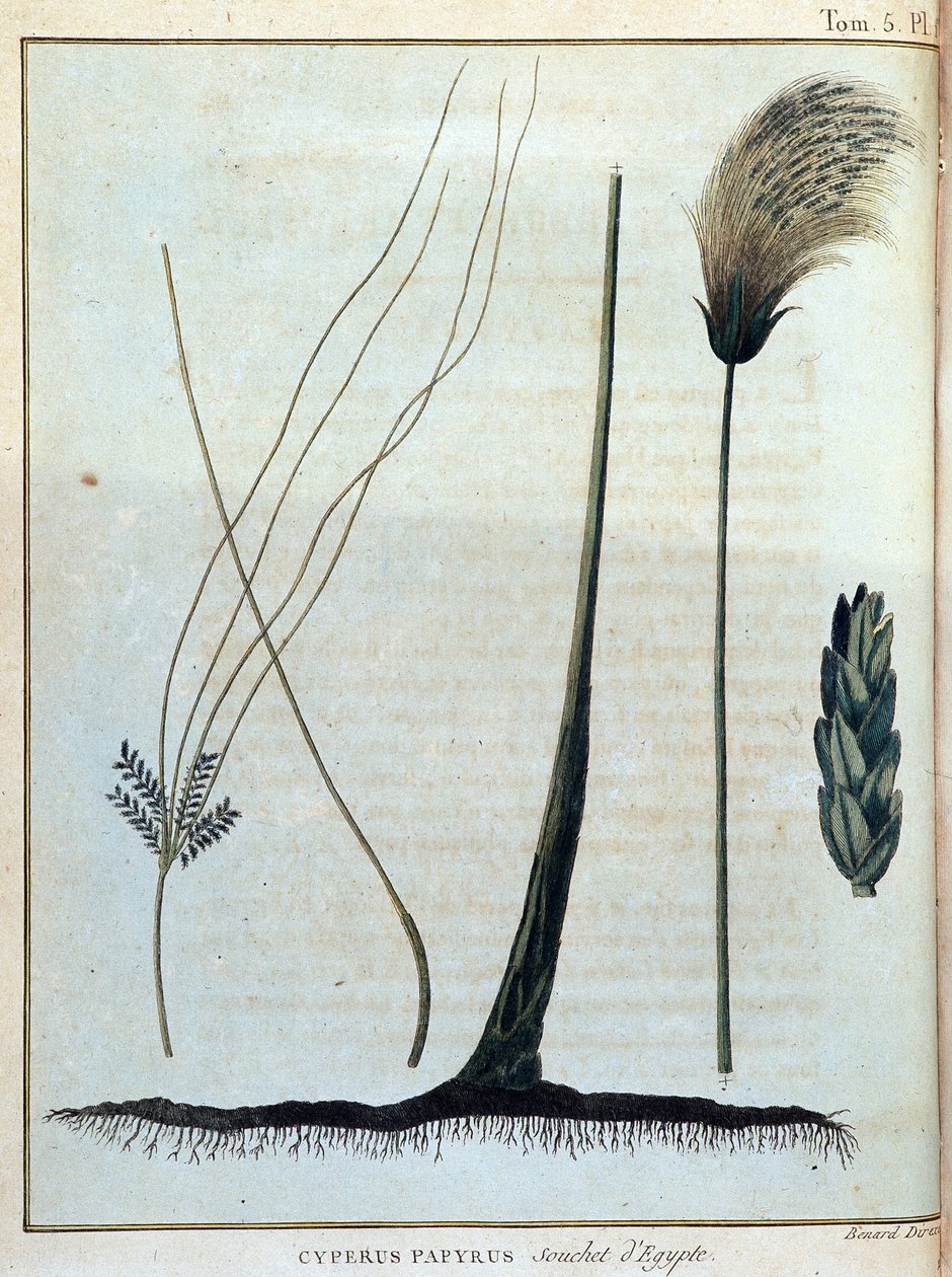 Cyperus papyrus, stamme af Egypten - i "" Rejsen til Nubien og Abessinien påtaget sig for at opdage Nilens kilder i årene 1768 til 1772", af James Bruce, vol. 1, Paris af James Bruce