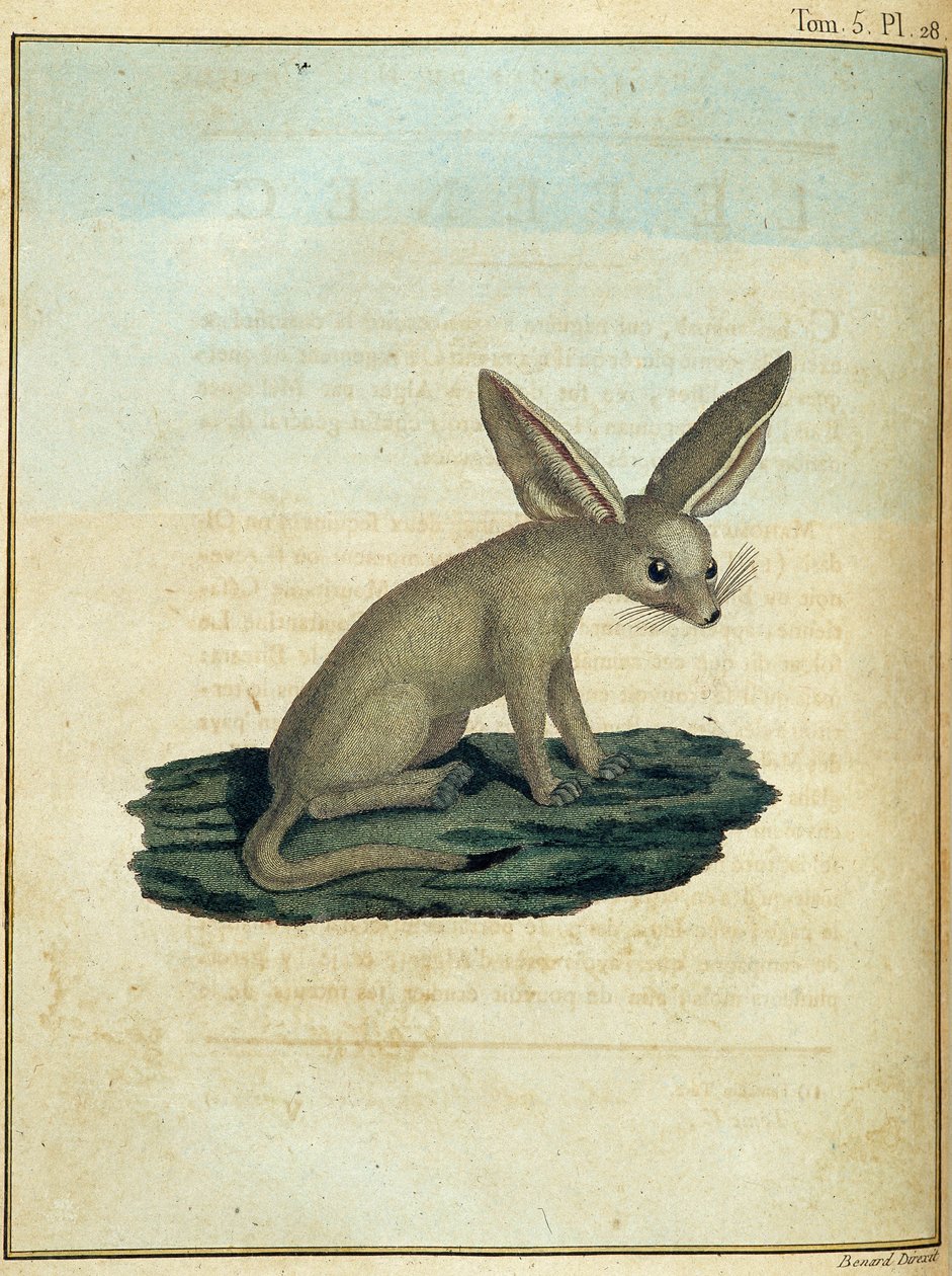 Fennec - i "" Rejsen til Nubien og Abessinien påtaget sig for at opdage Nilens kilder i årene 1768 til 1772", af James Bruce, vol. 1, Paris af James Bruce