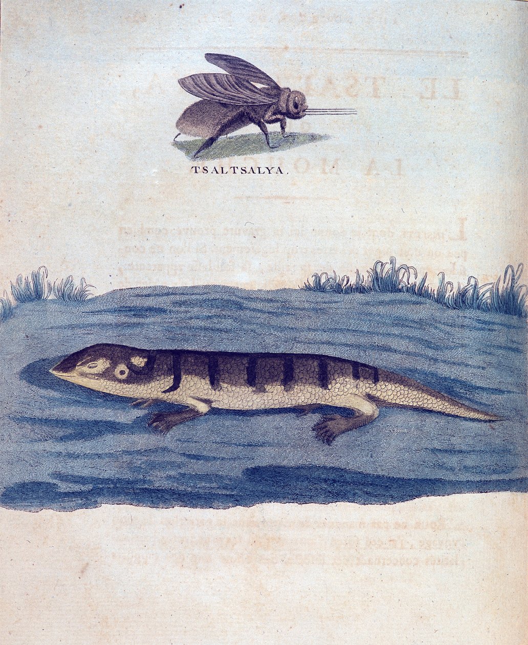 Fly og lezard - i "" Rejse i Nubien og Abessinien foretaget for at opdage Nilens kilder i årene 1768 til 1772", af James Bruce, Paris af James Bruce
