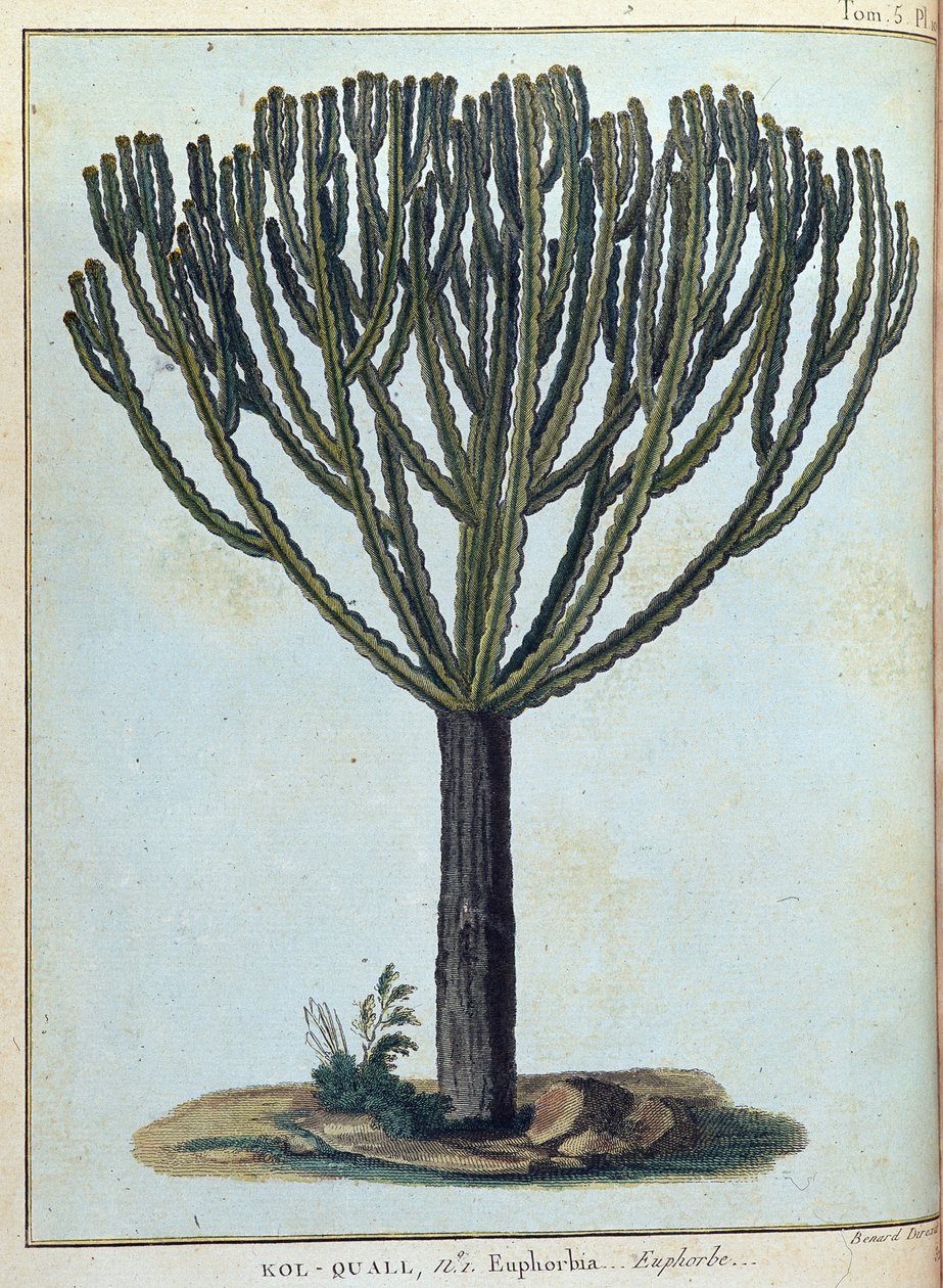Kol-quall (Kol quall), euphorbia (kaktus) - i "" Rejsen til Nubien og Abessinien påtaget sig for at opdage Nilens kilder i årene 1768 til 1772", af James Bruce, vol. 1, Paris af James Bruce