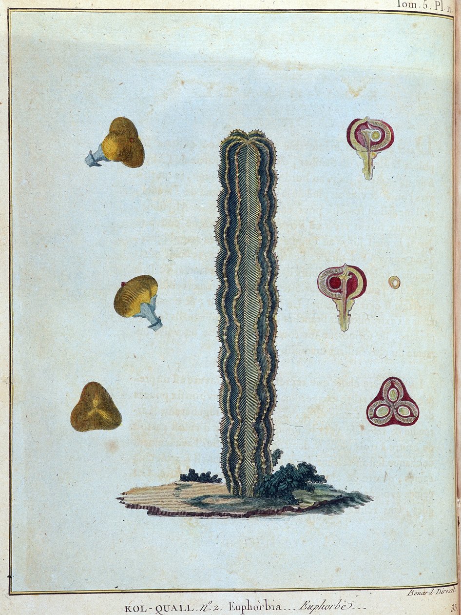 Kol-quall (Kol quall), euphorbia (kaktus) - i "" Rejse til Nubien og Abessinien foretaget for at opdage Nilens kilder i årene 1768 til 1772"", af James Bruce, vol. 1, Paris af James Bruce
