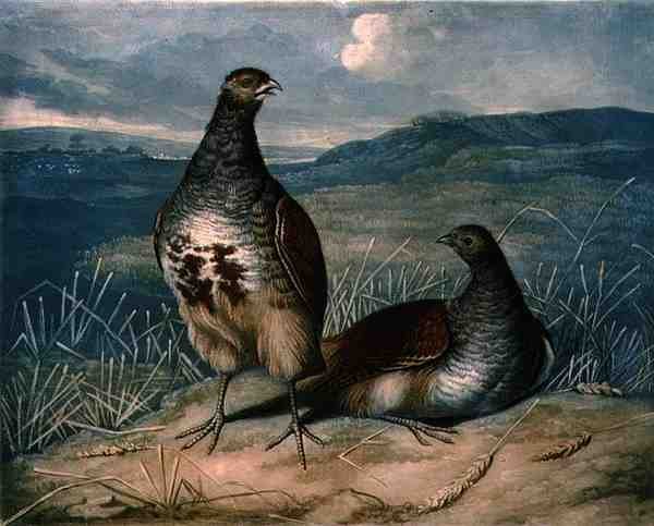 Agerhøns, plade 1 af British Feather Game, indgraveret af Charles Turner (1773-1857), pub. af R. Ackermann, ca. 1810 (mezzotintgravering) af James (after) Barenger