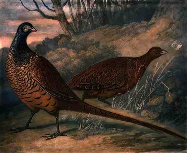 Fasaner, plade 2 af British Feather Game, indgraveret af Charles Turner (1773-1857), pub. af R. Ackermann, ca. 1810 (mezzotintgravering) af James (after) Barenger