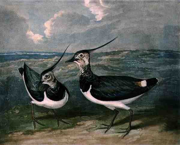 Plovers, plade 9 af British Feather Game, indgraveret af Charles Turner (1773-1857), pub. af R. Ackermann, ca. 1810 (mezzotintgravering) af James (after) Barenger
