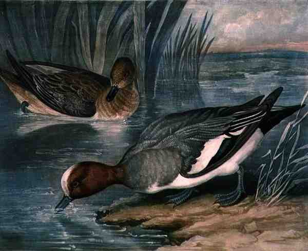 Widgeons, plade 6 af British Feather Game, indgraveret af Charles Turner (1773-1857), pub. af R. Ackermann, ca. 1810 (mezzotintgravering) af James (after) Barenger