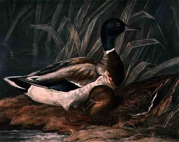 Wild Ducks, plade 5 af British Feather Game, indgraveret af Charles Turner (1773-1857), pub. af R. Ackermann, ca. 1810 (mezzotintgravering) af James (after) Barenger