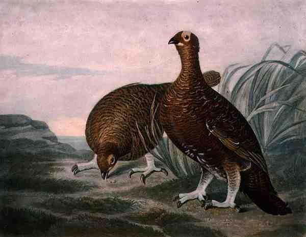 Red Grouse, plade 8 af British Feather Game, indgraveret af Charles Turner (1773-1857), pub. af R. Ackermann, ca. 1810 (mezzotintgravering) af James (after) Sillett