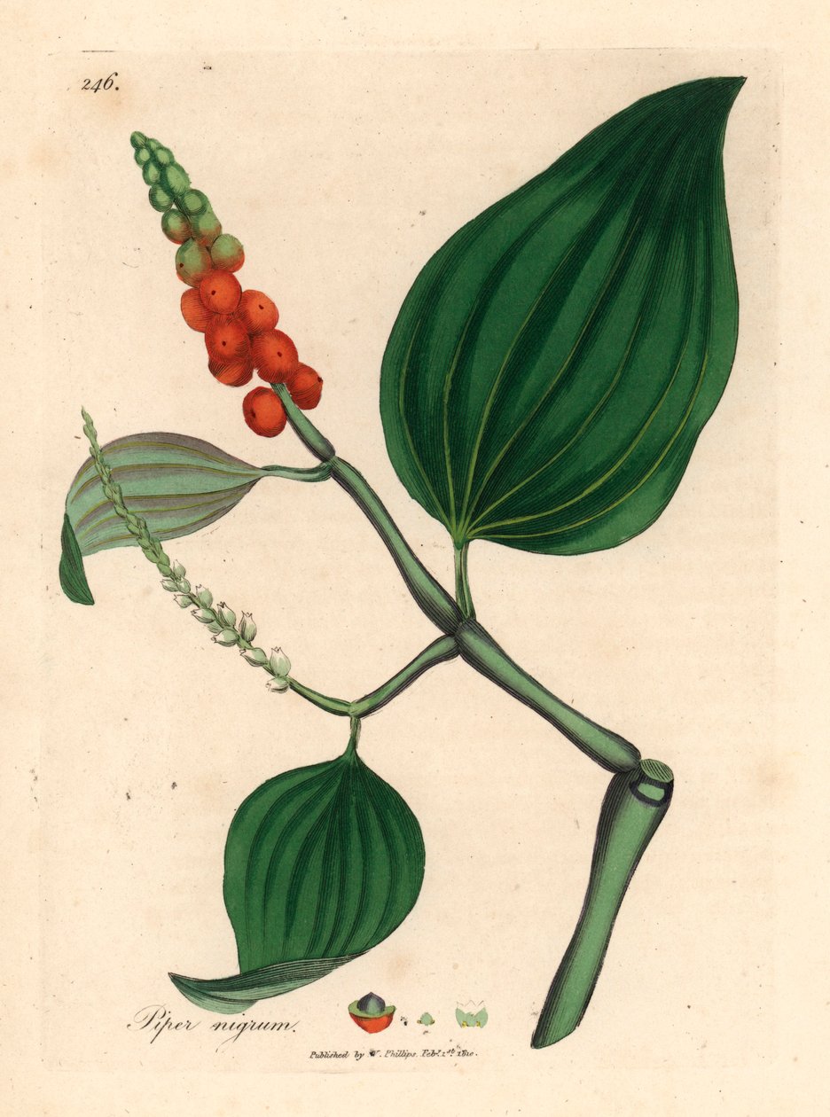 Sort peber, Piper nigrum, fra en botanisk illustration af James Sowerby fra William Woodville og Sir William Jackson Hookers "Medical Botany" 1832 (håndfarvet kobberstik) af James (after) Sowerby