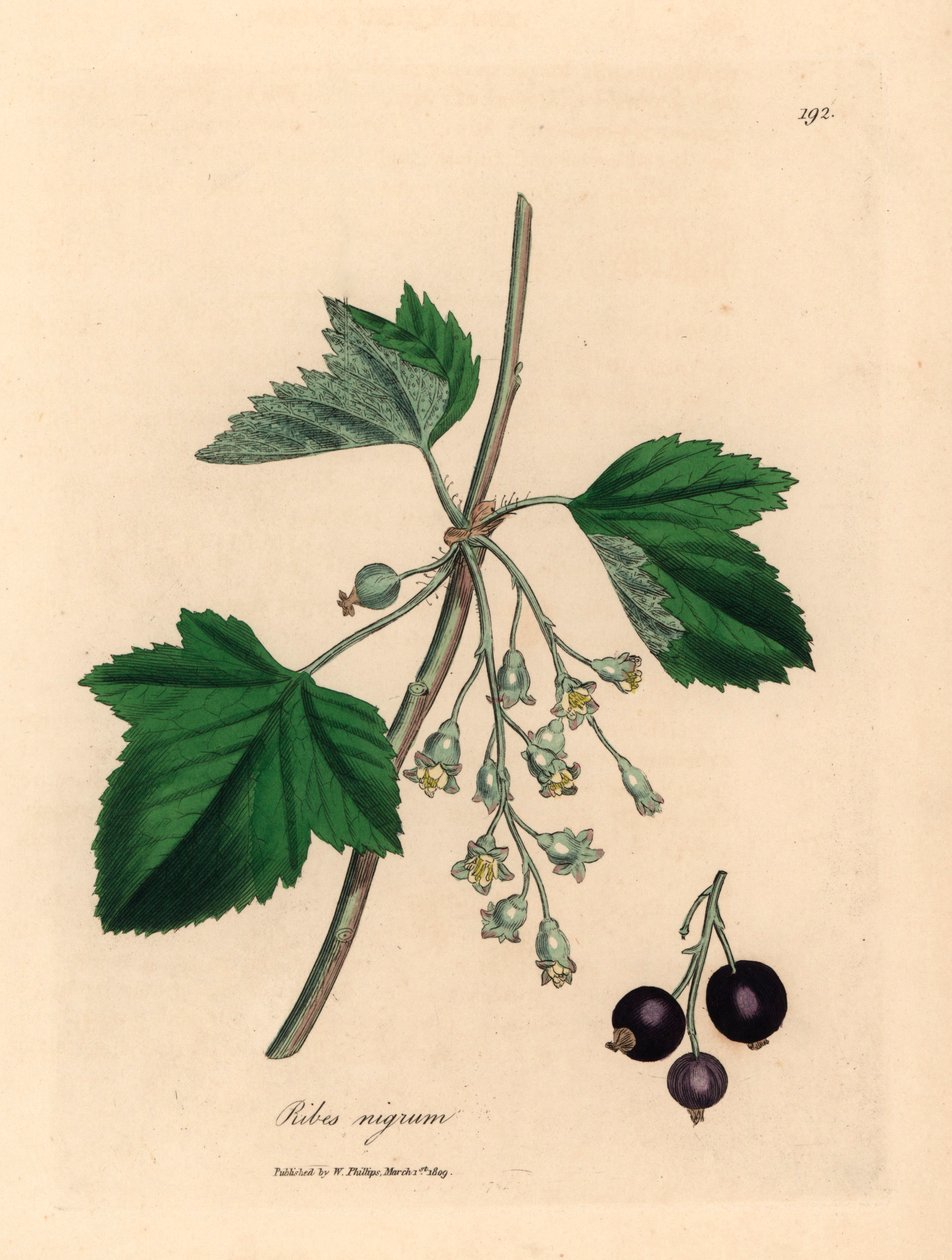 Solbærtræ, Ribes nigrum, fra en botanisk illustration af James Sowerby fra William Woodville og Sir William Jackson Hookers "Medical Botany" 1832 (håndfarvet kobberstik) af James (after) Sowerby