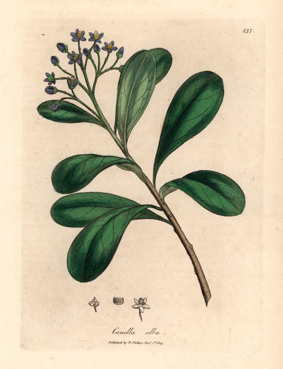 Blåblomstret, laurbærblade canella, Canella alba, Canella winterana, fra en botanisk illustration af James Sowerby fra William Woodville og Sir William Jackson Hookers "Medical Botany" 1832 (håndfarvet kobberstik) af James (after) Sowerby