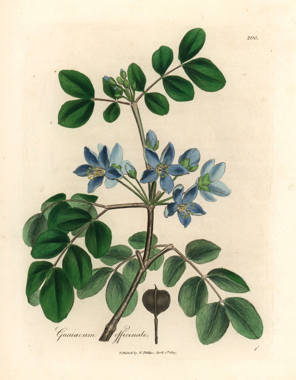 Blåblomstret Guaiacum officinale, fra en botanisk illustration af James Sowerby fra William Woodville og Sir William Jackson Hookers "Medical Botany" 1832 (håndfarvet kobberstik) af James (after) Sowerby