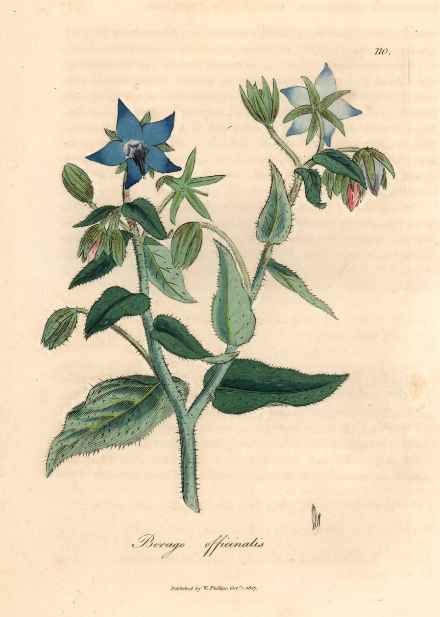 Blåblomstret borage, Borago officinalis, fra en botanisk illustration af James Sowerby fra William Woodville og Sir William Jackson Hookers "Medical Botany" 1832 (håndfarvet kobberstik) af James (after) Sowerby