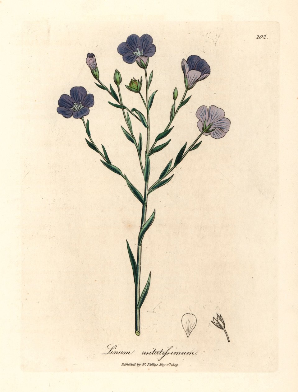 Blåblomstret hør, Linum usitatissimum, fra en botanisk illustration af James Sowerby fra William Woodville og Sir William Jackson Hookers "Medical Botany" 1832 (håndfarvet kobberstik) af James (after) Sowerby