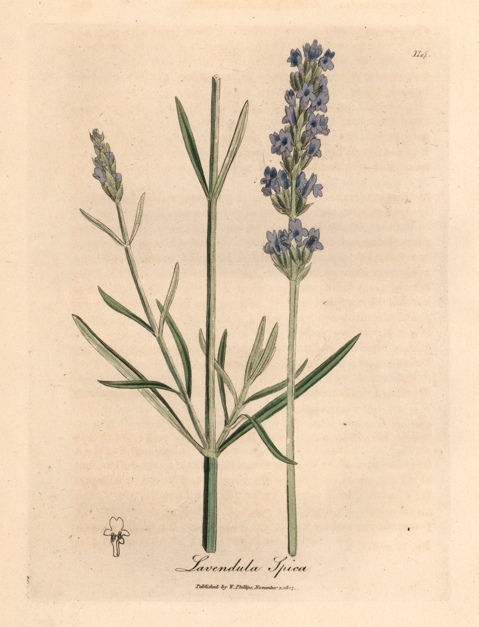 Blåblomstret lavendel, Lavandula spica, fra en botanisk illustration af James Sowerby fra William Woodville og Sir William Jackson Hookers "Medical Botany" 1832 (håndfarvet kobberstik) af James (after) Sowerby
