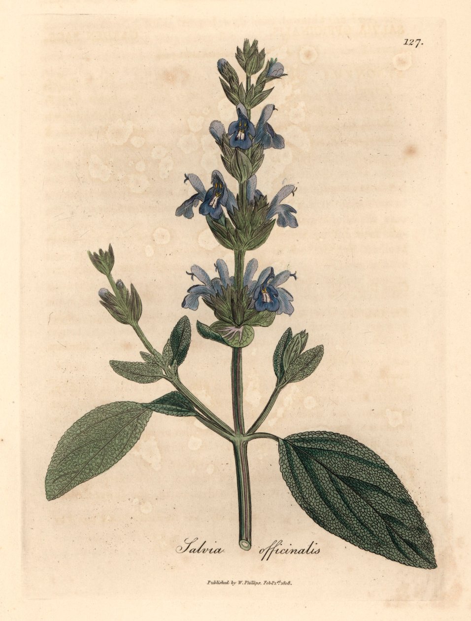 Blåblomstret salvie, Salvia officinalis, fra en botanisk illustration af James Sowerby fra William Woodville og Sir William Jackson Hookers "Medical Botany" 1832 (håndfarvet kobberstik) af James (after) Sowerby