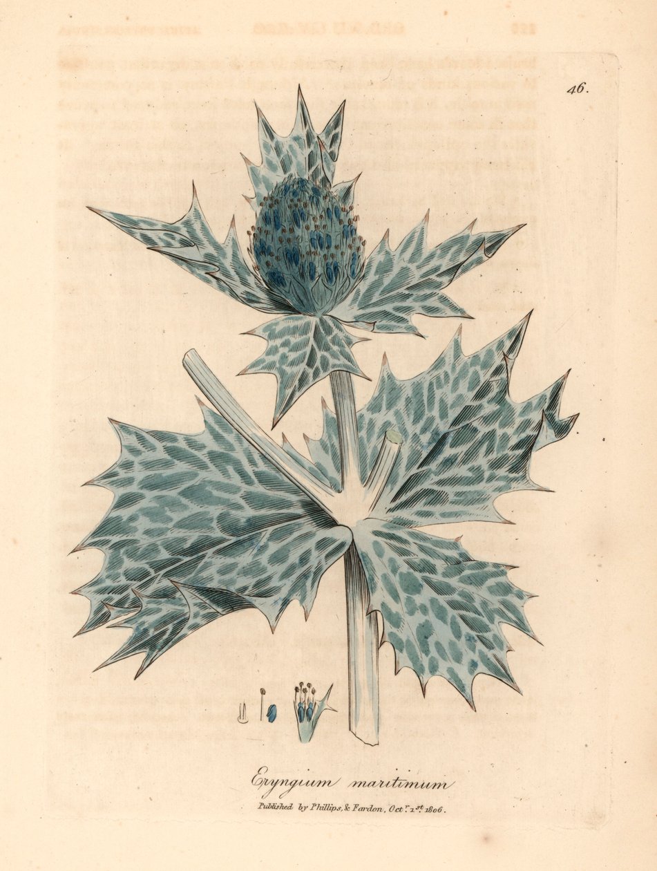 Blåblomstret kristtorn eller eryngo, Eryngium maritinum, fra en botanisk illustration af James Sowerby fra William Woodville og Sir William Jackson Hookers "Medical Botany" 1832 (håndfarvet kobberstik) af James (after) Sowerby