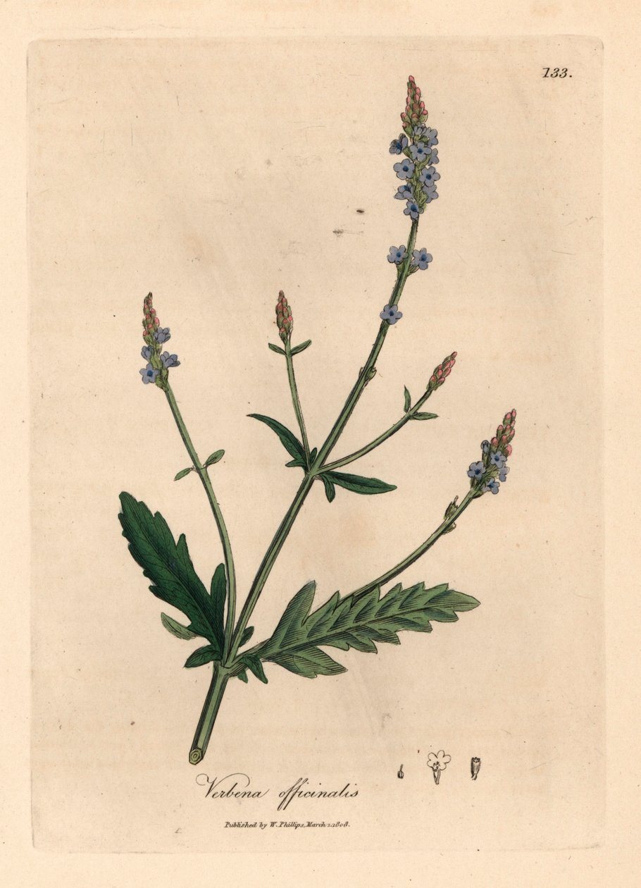 Blåblomstret vervain, Verbena officinalis, fra en botanisk illustration af James Sowerby fra William Woodville og Sir William Jackson Hookers "Medical Botany" 1832 (håndfarvet kobberstik) af James (after) Sowerby