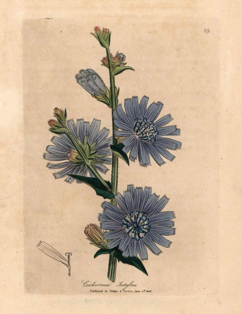 Blåblomstret vild succory eller cikorie, Cichorium intybus, fra en botanisk illustration af James Sowerby fra William Woodville og Sir William Jackson Hookers "Medical Botany" 1832 (håndfarvet kobberstik) af James (after) Sowerby