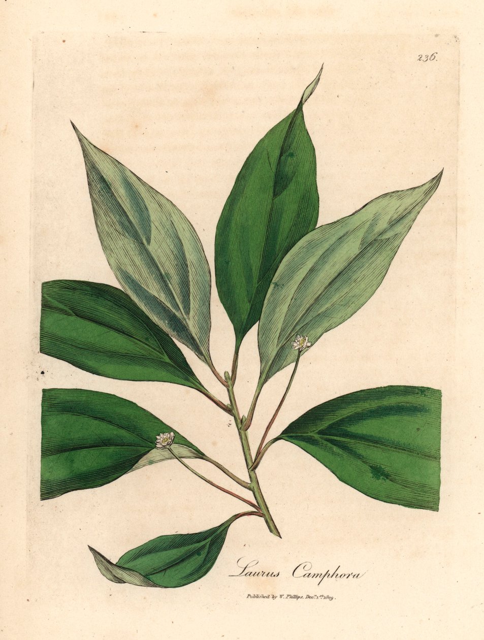 Kamfertræ, Laurus camphora, fra en botanisk illustration af James Sowerby fra William Woodville og Sir William Jackson Hookers "Medical Botany" 1832 (håndfarvet kobberstik) af James (after) Sowerby
