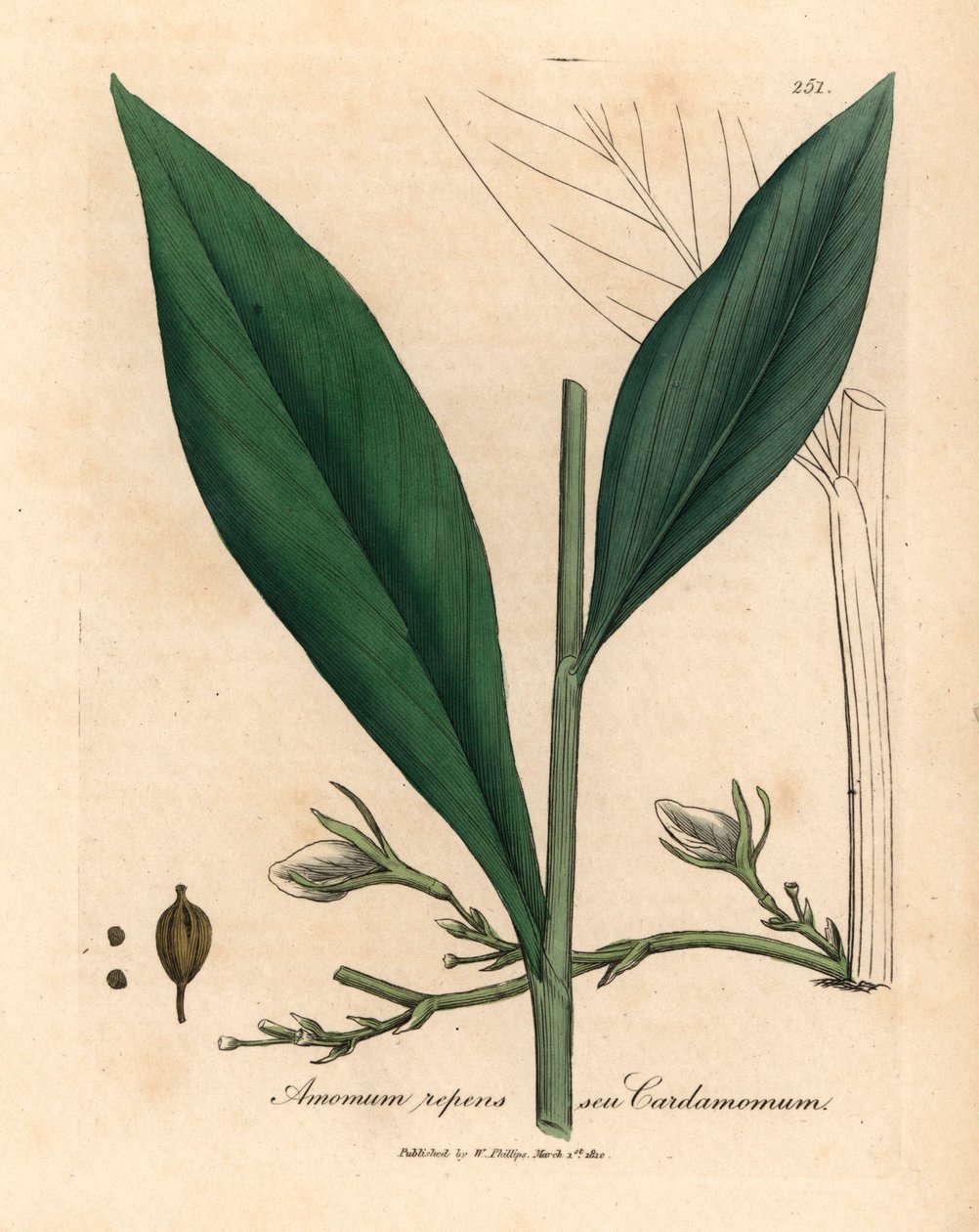 Kardemomme, Elettaria cardamomum, fra en botanisk illustration af James Sowerby fra William Woodville og Sir William Jackson Hookers "Medical Botany" 1832 (håndfarvet kobberstik) af James (after) Sowerby