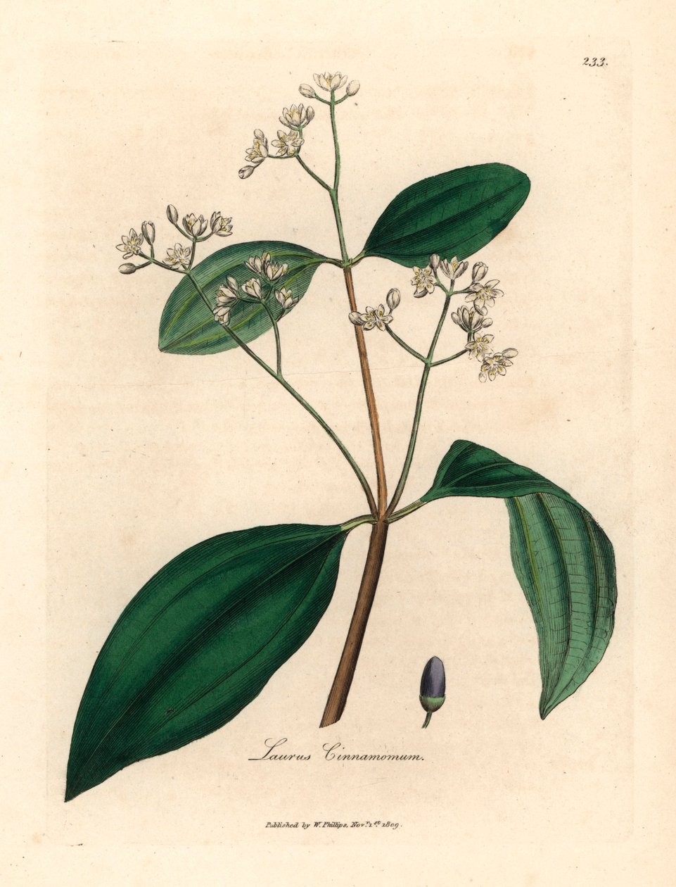 Kaneltræ, Laurus cinnamomum, fra en botanisk illustration af James Sowerby fra William Woodville og Sir William Jackson Hookers "Medical Botany" 1832 (håndfarvet kobberstik) af James (after) Sowerby