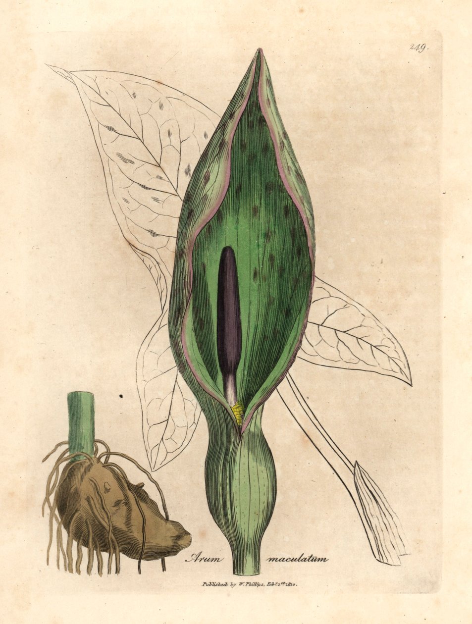 Almindelig arum, Arum maculatum, fra en botanisk illustration af James Sowerby fra William Woodville og Sir William Jackson Hookers "Medical Botany" 1832 (håndfarvet kobberstik) af James (after) Sowerby