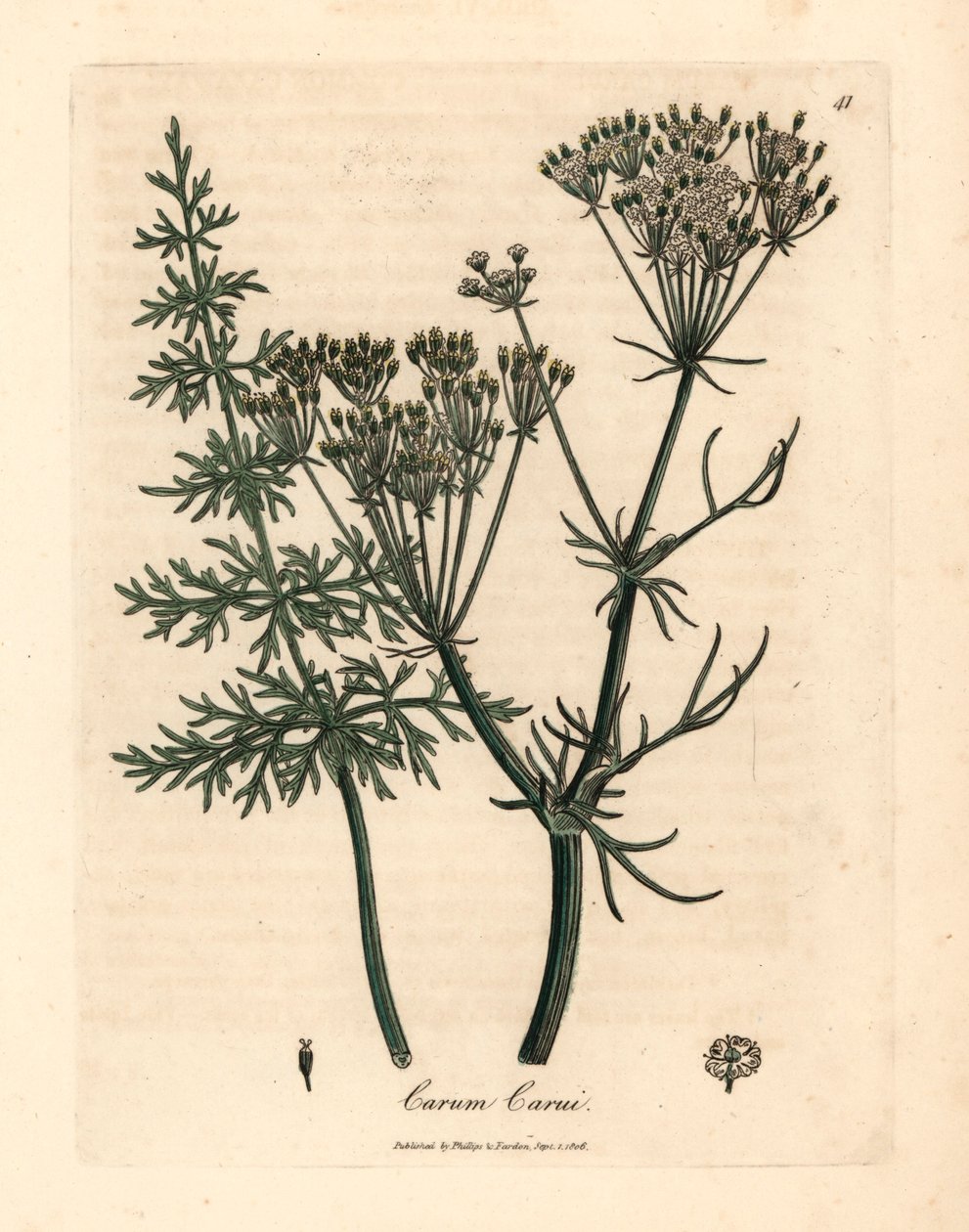 Almindelig kommen, Carum carui, fra en botanisk illustration af James Sowerby fra William Woodville og Sir William Jackson Hookers "Medical Botany" 1832 (håndfarvet kobberstik) af James (after) Sowerby