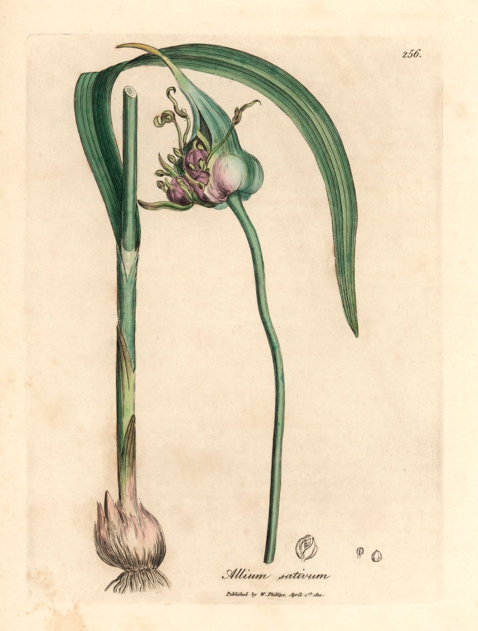 Almindelig dyrket hvidløg, Allium sativum, fra en botanisk illustration af James Sowerby fra William Woodville og Sir William Jackson Hookers "Medical Botany" 1832 (håndfarvet kobberstik) af James (after) Sowerby