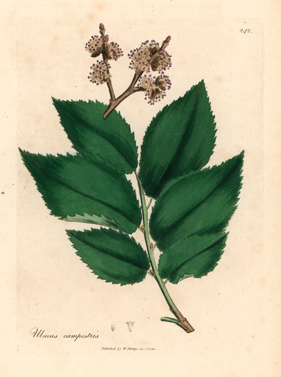 Almindelig elmetræ, Ulmus campestris, fra en botanisk illustration af James Sowerby fra William Woodville og Sir William Jackson Hookers "Medical Botany" 1832 (håndfarvet kobberstik) af James (after) Sowerby