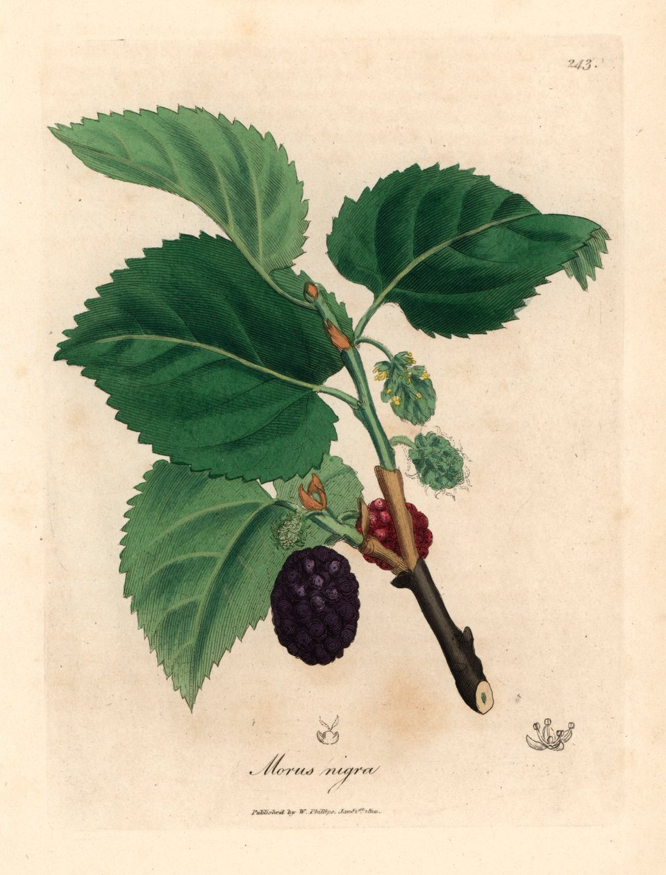 Almindelig morbærtræ, Morus nigra, fra en botanisk illustration af James Sowerby fra William Woodville og Sir William Jackson Hookers "Medical Botany" 1832 (håndfarvet kobberstik) af James (after) Sowerby