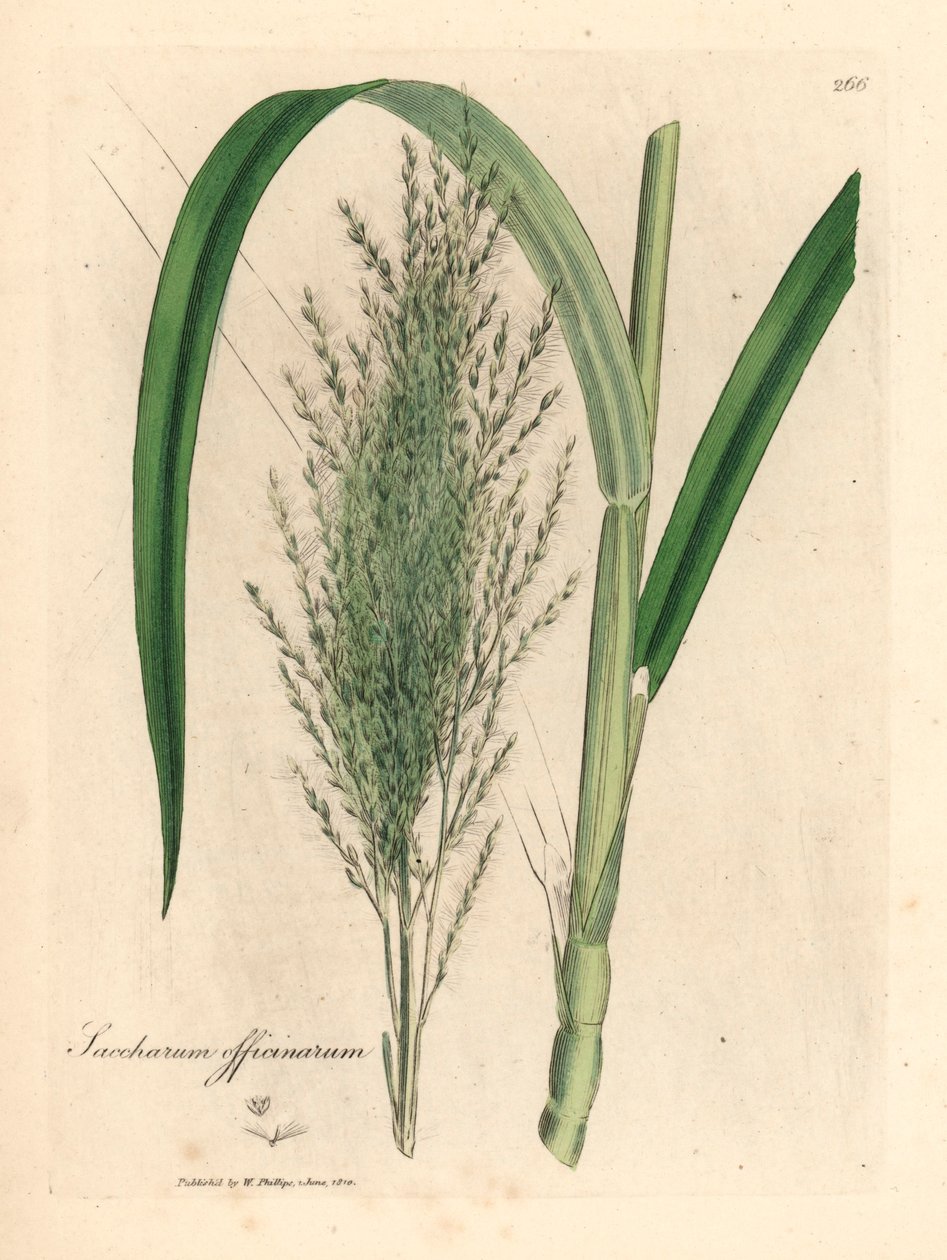 Almindelig sukkerrør, Saccharum officinarum, fra en botanisk illustration af James Sowerby fra William Woodville og Sir William Jackson Hookers "Medical Botany" 1832 (håndfarvet kobberstik) af James (after) Sowerby