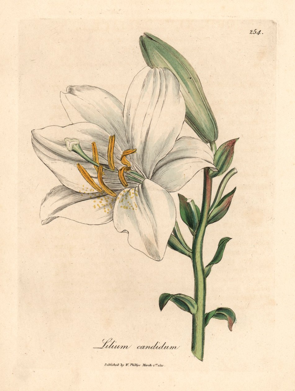 Almindelig hvid lilje, Lilium candidum, fra en botanisk illustration af James Sowerby fra William Woodville og Sir William Jackson Hookers "Medical Botany" 1832 (håndfarvet kobberstik) af James (after) Sowerby