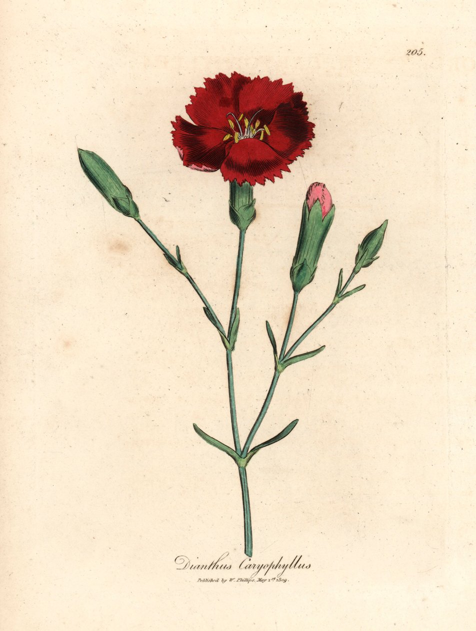 Crimson nellike, nellike pink, Dianthus caryophyllus, fra en botanisk illustration af James Sowerby fra William Woodville og Sir William Jackson Hookers "Medical Botany" 1832 (håndfarvet kobberstik) af James (after) Sowerby