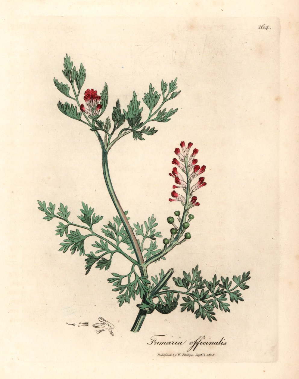 Crimson blomstret fumitory, Fumaria officinalis, fra en botanisk illustration af James Sowerby fra William Woodville og Sir William Jackson Hookers "Medical Botany" 1832 (håndfarvet kobberstik) af James (after) Sowerby