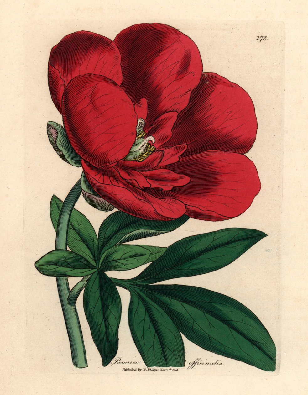 Crimson pæon, Paeonia officinalis, fra en botanisk illustration af James Sowerby fra William Woodville og Sir William Jackson Hookers "Medical Botany" 1832 (håndfarvet kobberstik) af James (after) Sowerby