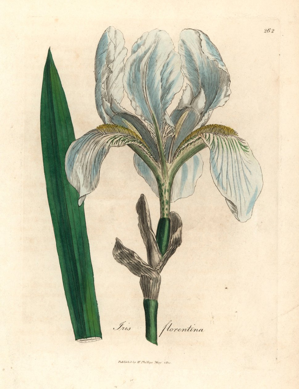 Florentinsk iris, Iris florentina, fra en botanisk illustration af James Sowerby fra William Woodville og Sir William Jackson Hookers "Medical Botany" 1832 (håndfarvet kobberstik) af James (after) Sowerby