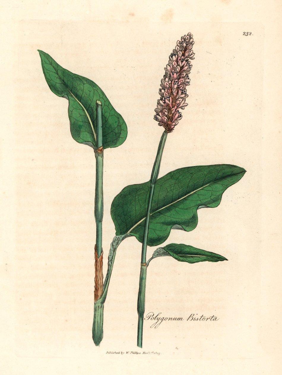 Greater bistort, Polygonum bistorta, fra en botanisk illustration af James Sowerby fra William Woodville og Sir William Jackson Hookers "Medical Botany" 1832 (håndfarvet kobberstik) af James (after) Sowerby