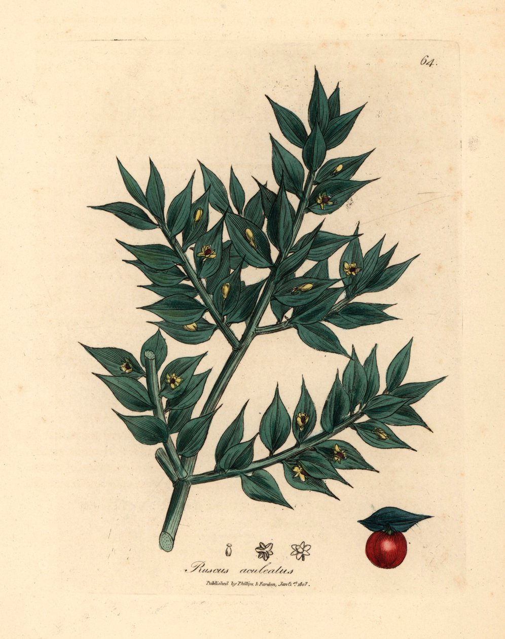 Grønblomstret slagterkost, Ruscus aculeatus, fra en botanisk illustration af James Sowerby fra William Woodville og Sir William Jackson Hookers "Medical Botany" 1832 (håndfarvet kobberstik) af James (after) Sowerby