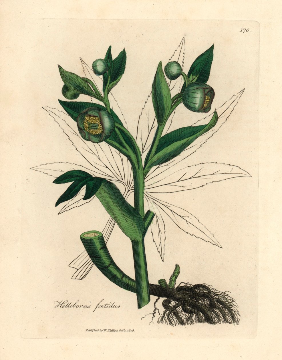 Grønblomstret stinkende hellebore eller bjørnefod, Helleborus foetidus, fra en botanisk illustration af James Sowerby fra William Woodville og Sir William Jackson Hookers "Medical Botany" 1832 (håndfarvet kobberstik) af James (after) Sowerby